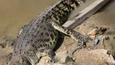 Bikin Resah, Hampir Tiap Hari Buaya-buaya Berukuran Jumbo Nongkrong di Kolong Pemukiman di Desa Riau