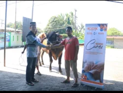 ICDX Serahkan Satu Ekor Sapi Dengan Bobot 700 Kg ke Masjid Nurul Hikmah Desa Pagarawan, Komitmen Perusahaan untuk Berbagi