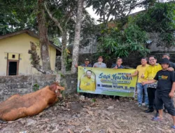 Ketua Komisi XII DPR RI Bambang Patijaya Serahkan Dua Ekor Sapi Kurban untuk Belitung dan Belitung Timur di Idul Adha 1446 H