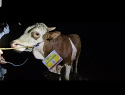 Ketua Umum KADIN Indonesia Berbagi, Serahkan Sapi Simmental Berat Setengah Ton di Masjid Umar Bin Khattab Kampak, Pangkalpinang