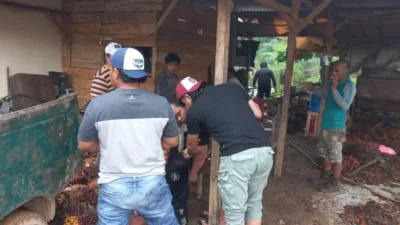 Kawanan Pencuri TBS Diamankan Satreskrim Polres Bangka, Uang Hasil Curian untuk Judi Online