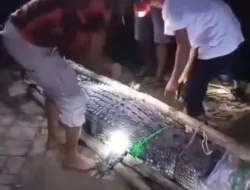 Diduga Memangsa Manusia, Warga Tangkap Buaya Berukuran Hampir Empat Meter di Sungai Pelaben