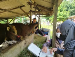 Dinas Pertanian Targerkan  1.000 Hewan Ternak Harus Tervaksinasi di Agustus 2025