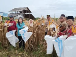 Sukses Tanam Jagung, Wabup Bangka Barat Apresiasi Petani Belo Laut 