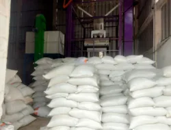 Rias Makmur Desa Rias Serap 200 Ton Gabah Hasil Panen Periode IP 200