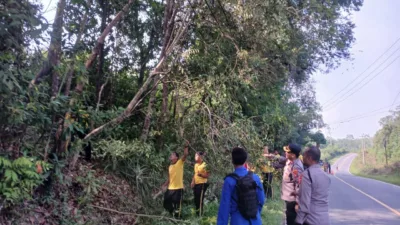 Cegah Lakalantas, Polres Babar Tebang Pohon Rawan Tumbang Demi Keselamatan Pengendara
