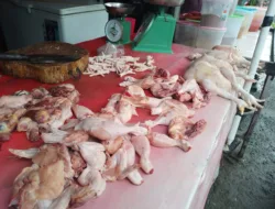 Harga Ayam Potong di Pasar Jalan Irian Pangkalpinang Tembus Rp44 Ribu per Kg, Pedagang Mengeluh Sepinya Pembeli