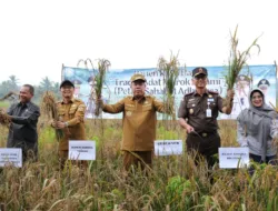 Jaga Harga Tetap Stabil, BI Babel Serap Gabah dan Perkuat Pasokan Lokal