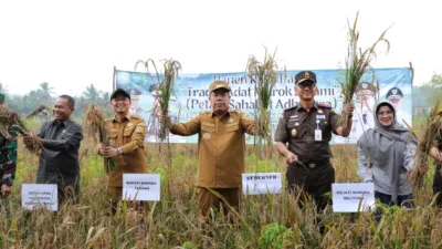 Jaga Harga Tetap Stabil, BI Babel Serap Gabah dan Perkuat Pasokan Lokal