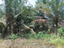 Belum Digarap Maksimal, Bangka Barat Miliki 1.1441 Hektare Perkebunan Kelapa