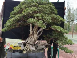 Bonsai Anting dan Santigi Milik Joko Lorenzo Sabet Juara 1 dan 3 di Kontes Kemilau Pesona 2025