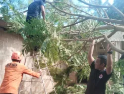Atap Rumah Warga Pusuk Hancur Ditimpa Pohon Tumbang