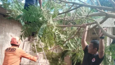 Atap Rumah Warga Pusuk Hancur Ditimpa Pohon Tumbang