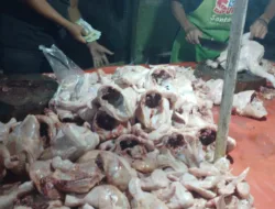 Kini Jadi Rp 35.000/Kg, Turunnya Harga Ayam Ras di Pangkalpinang Dorong Redanya Inflasi September 2025 Lalu