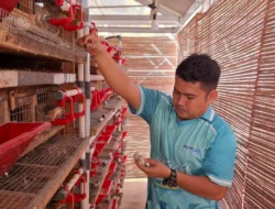 Desa Air Limau Sukses Ternak Puyuh, Panen Ribuan Telur Setiap Hari