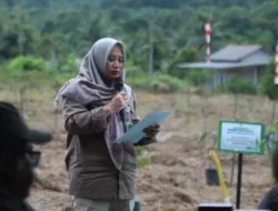 Jadi Perhatian Serius BPDAS Baturusa-Cerucuk, 208 Ribu Hektare di Babel Masuk dalam Lahan Kritis