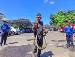 Damkar Bangka Wanti-wanti Warga Tak Bunuh Hewan Liar yang Masuk Pemukiman, Inilah Alasannya