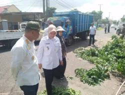 Tinjau Langsung Pemangkasan Pohon di Lontong Pancur, Cece Dessy Tegaskan Pemkot Terus Pantau Pohon-pohon yang Dinilai Rawan