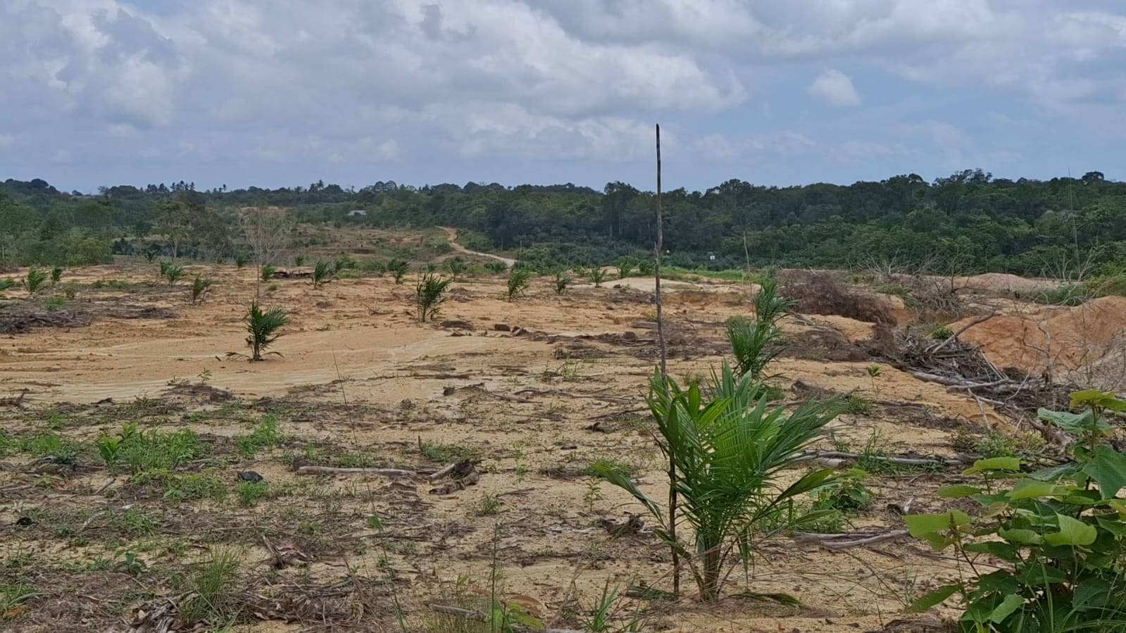 Hilang Tambang, Tumbuh Sawit di Kawasan Hutan Kompleks Pemkab Babar
