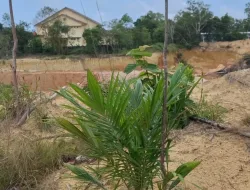 Lahan Dekat Kantor Pemkab Babar Ditanami Sawit, Markus: Jangan Lakukan Aktivitas Ilegal 