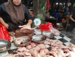 Dapur MBG Libur, Ayam Potong Turun Harga