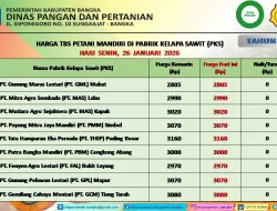 Harga TBS Petani Mandiri di Pabrik Kelapa Sawit di Kabupaten Bangka Terpantau Stabil, Tertinggi Capai Rp3.160 per Kilogram