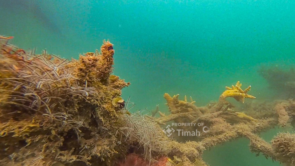 PT TIMAH Tbk Lepas 45 Unit Coral Garden di 2025, Dukung Ekosistem Laut dan Pariwisata Bahari