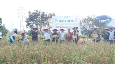 Panen Padi Jaksa Mandiri Pangan, Produksi Hampir 8 Ton per Hektare