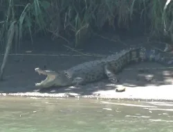 Sedang Mancing, Seorang Warga Hilang Diterkam Buaya di Sungai Mendo