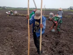 Dukung Hanpangan Nasional, Satgas TMMD Kodim Basel Tanam Jagung dan Kacang Tanah Bersama Warga
