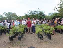Panen Cabai Bersama, Sumi Merasa Terbantu Program Pak Gubernur Hidayat Arsani