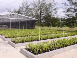 Komitmen Pengelolaan Lingkungan, PT TIMAH Reklamasi Ratusan Hektar Lahan Pasca Tambang di Bangka Belitung