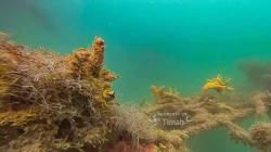 Dari Darat hingga Laut, Upaya PT TIMAH Menjaga Bumi Lewat Program Lingkungan