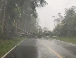 Pohon Tumbang Sempat Hentikan Akses Jalan di Mentok