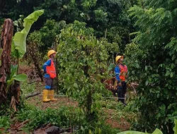 PLN Babel Pastikan Kelistrikan Bangka Belitung Telah Pulih 100%