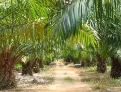 Petani Bangka Barat Hanya Mampu Produksi 19,7 Ton TBS per Semester