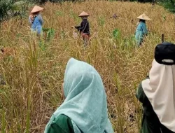 Dukung Ketahanan Pangan Daerah, Pemkab Bangka dapat Alokasi Pupuk Subsidi 2,2229,5 Ton