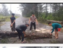 Sejumlah Pohon Tumbang Dihajar Angin Kencang di Jalan Lintas Timur, Polsek Merawang Gerak Cepat Lakukan Evakuasi