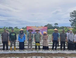 Gerakan Tanam Cabai dan Bawang Merah, Algafry Rahman Berupaya Tekan Inflasi