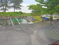 Algafry Rahman Panen Udang Vaname Ratusan Kilogram, Langsung Dijual ke MBG
