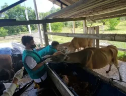 Baru Masuk dari Luar Daerah, Dinpanpertan Bangka Belum Bisa Pastikan Stok Hewan Kurban Tahun Ini